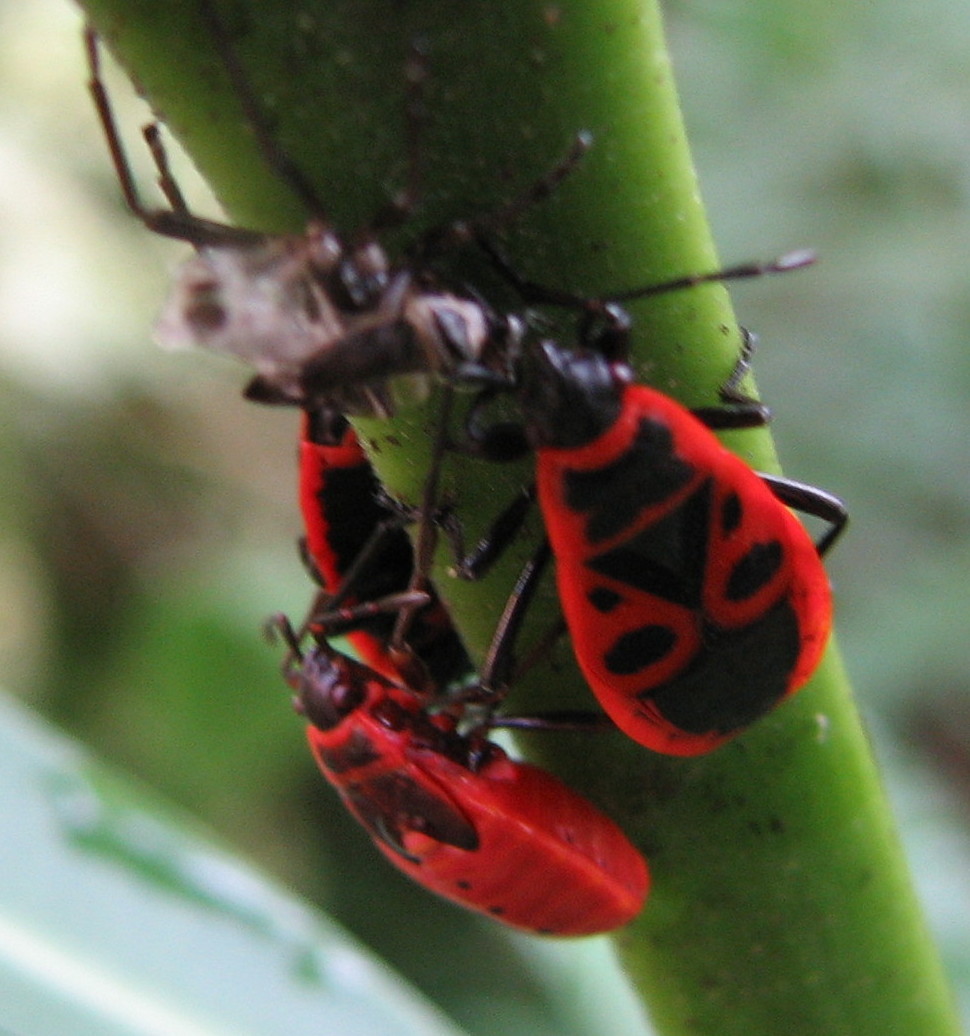 Pyrrhochoris apterus ? e exuvia?